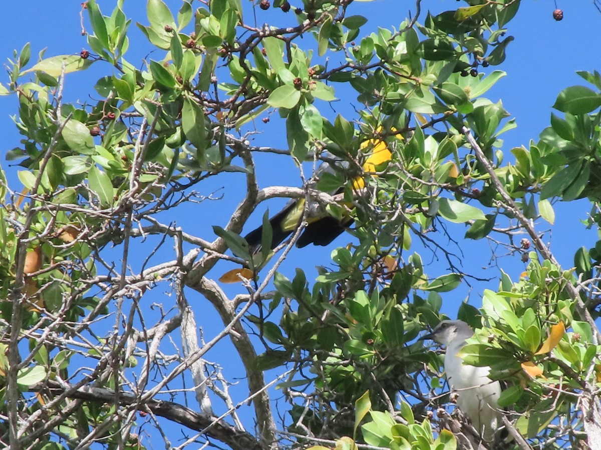 Tropikal Taklitçi - ML647354404