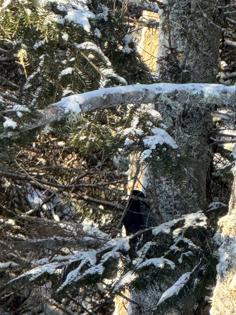 Black-backed Woodpecker - ML647354405