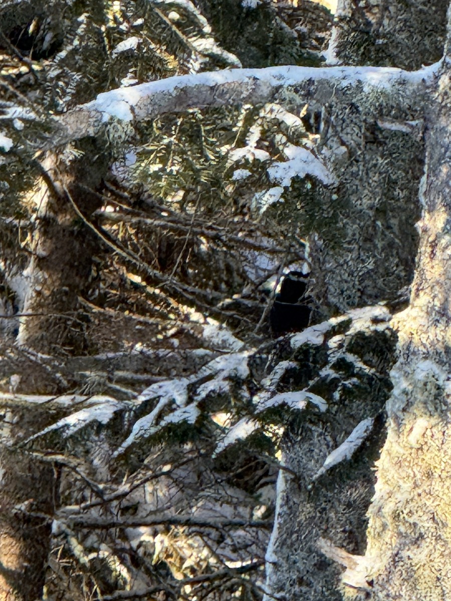 Black-backed Woodpecker - ML647354406