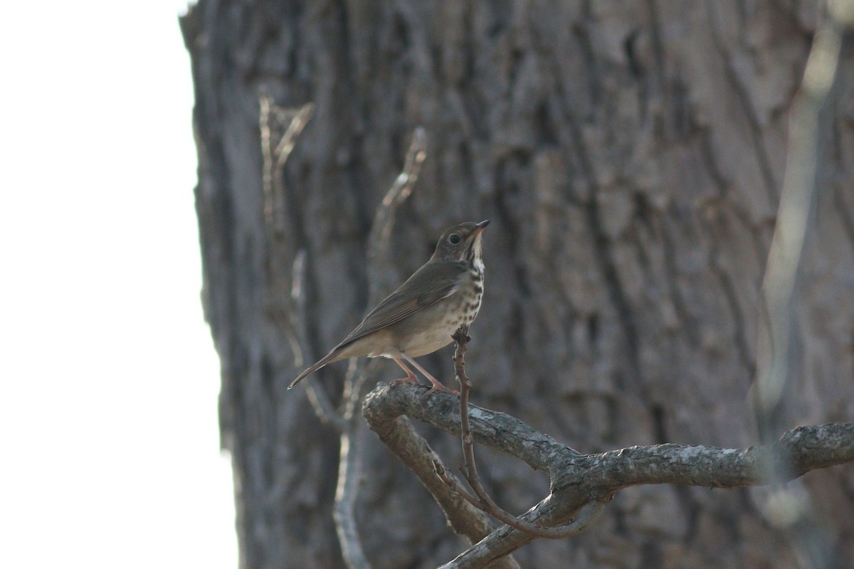 Einsiedler-Musendrossel - ML647354411