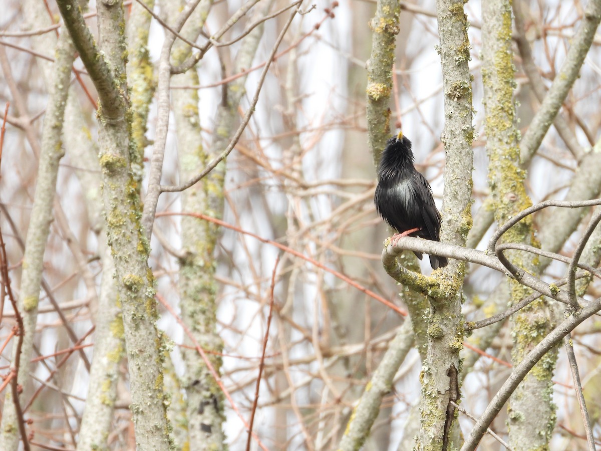 Spotless Starling - ML647354412