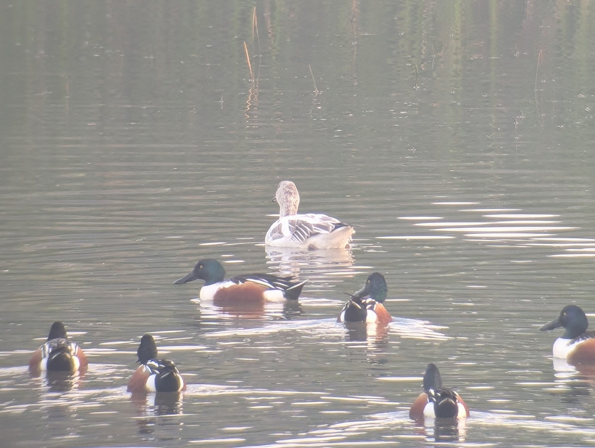 Белый гусь - ML647354414