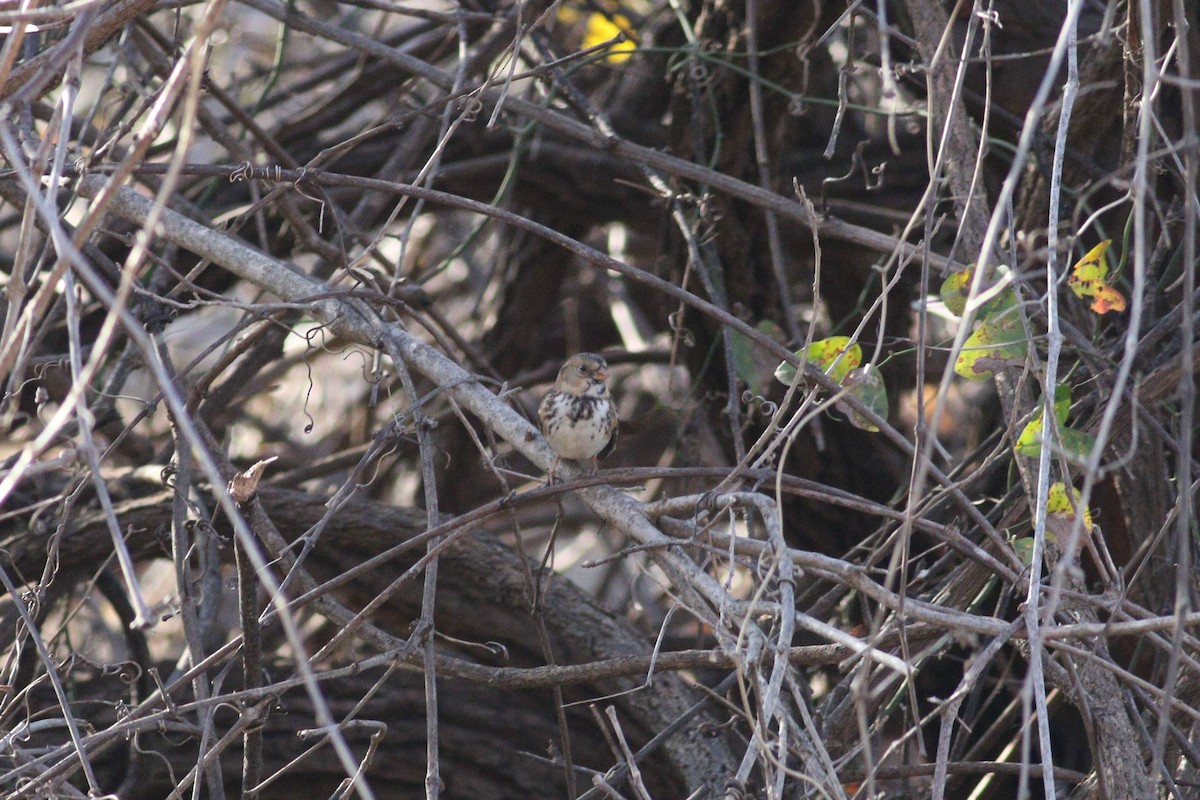 Harris's Sparrow - ML647354416