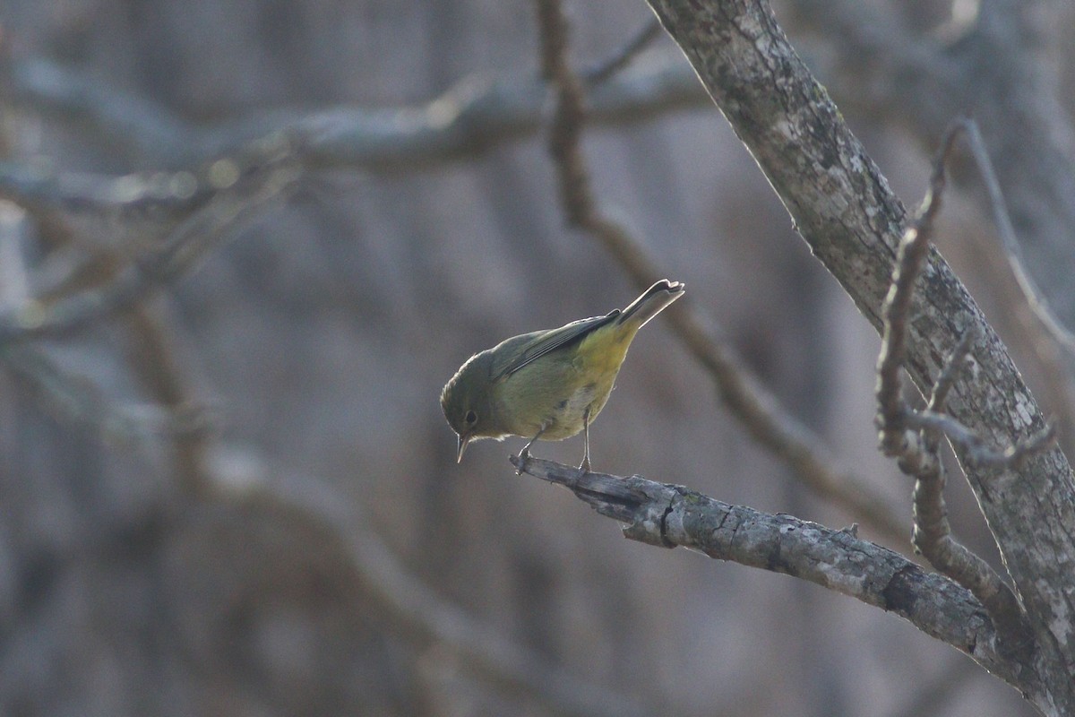 Orange-crowned Warbler - ML647354420