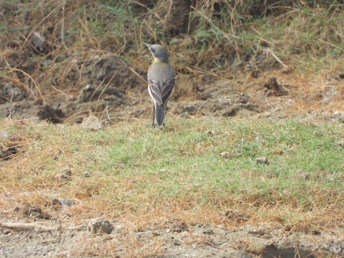 Western Yellow Wagtail - ML647354421