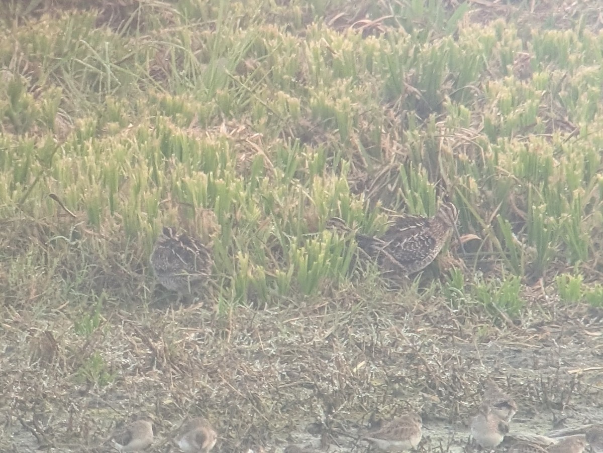 Американский бекас - ML647354432