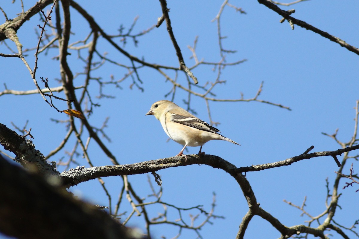 American Goldfinch - ML647354435