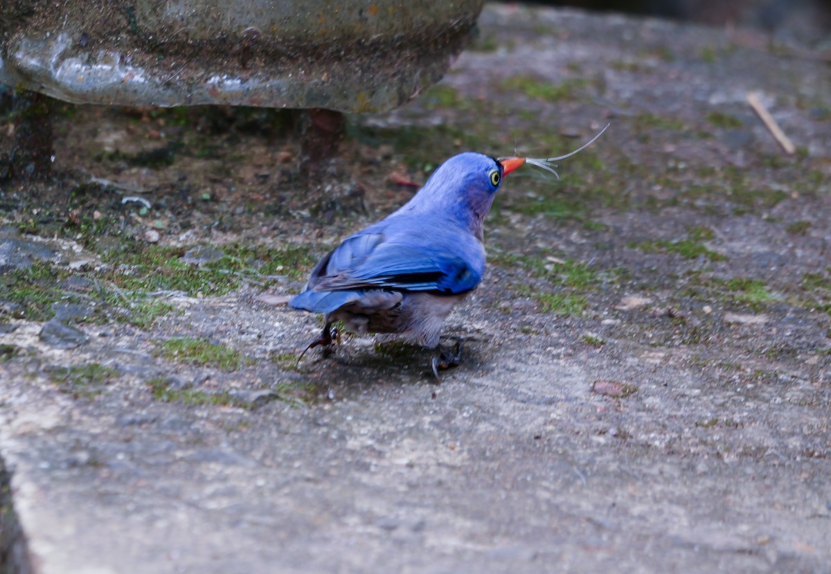 Velvet-fronted Nuthatch - ML647354442
