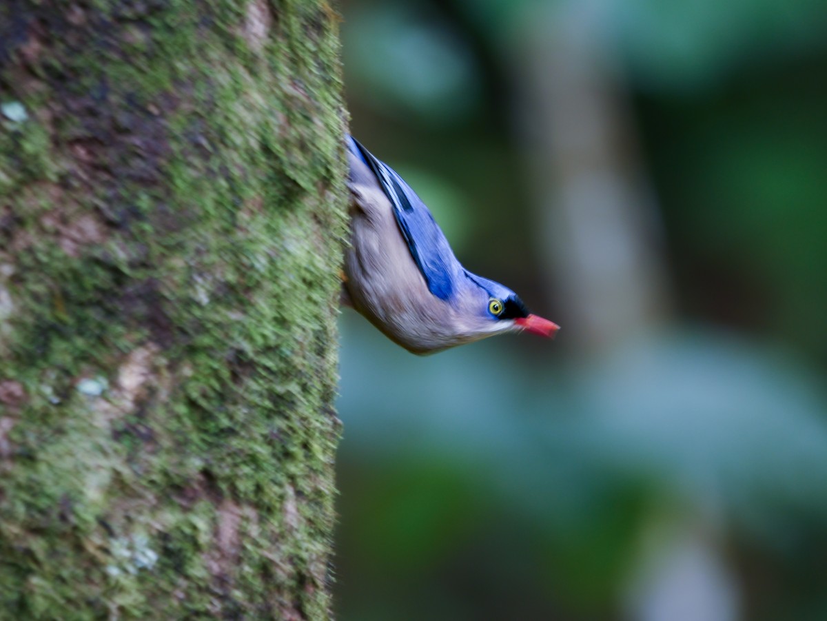 Velvet-fronted Nuthatch - ML647354443