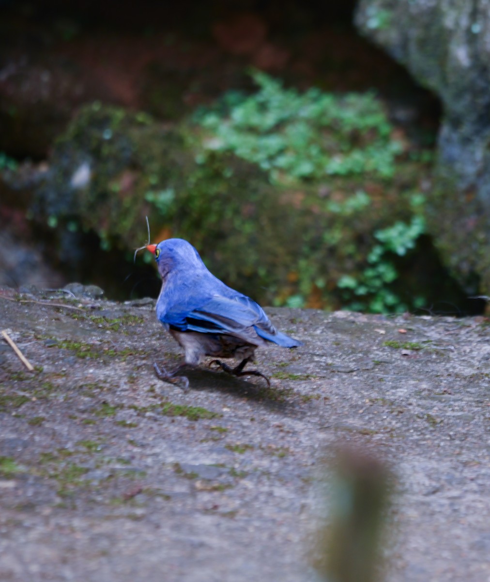 Velvet-fronted Nuthatch - ML647354444