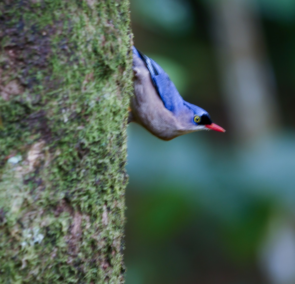 Velvet-fronted Nuthatch - ML647354445