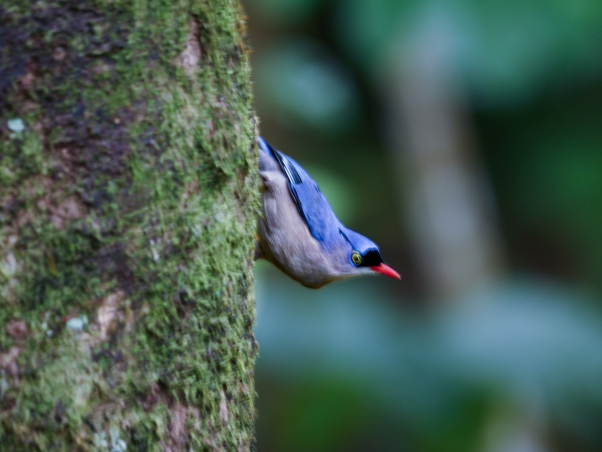 Velvet-fronted Nuthatch - ML647354446