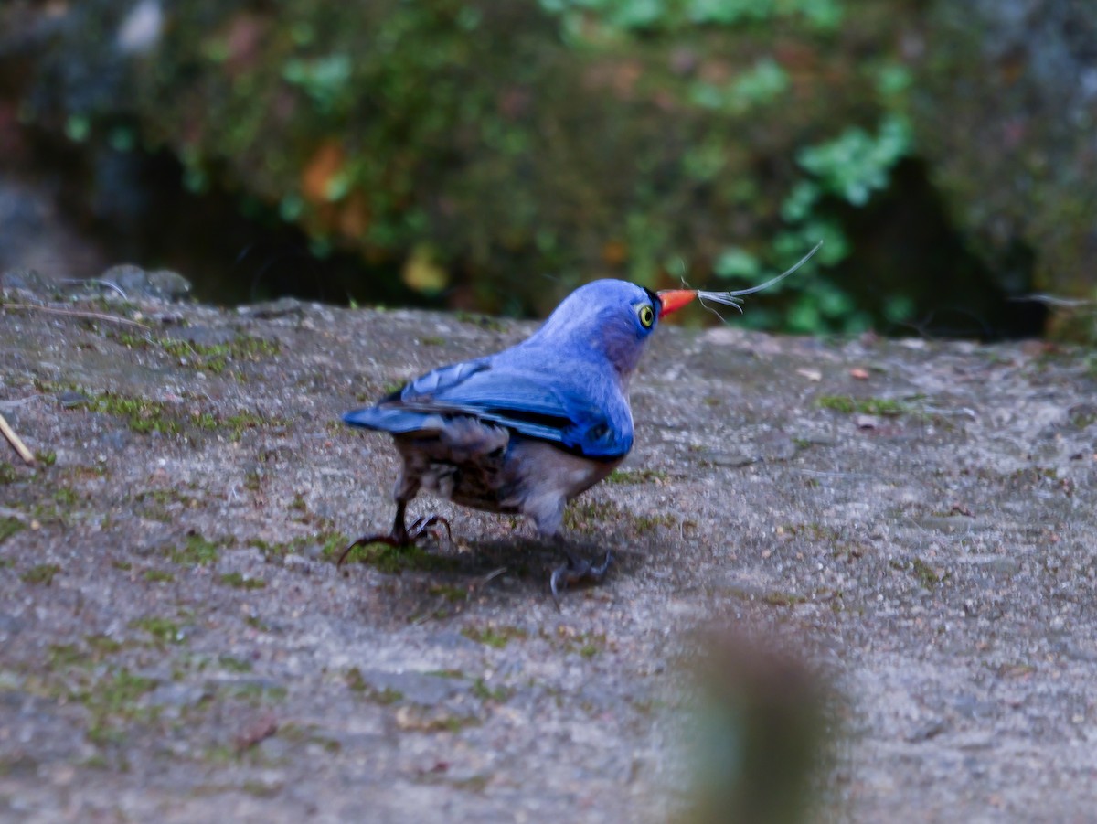 Velvet-fronted Nuthatch - ML647354447