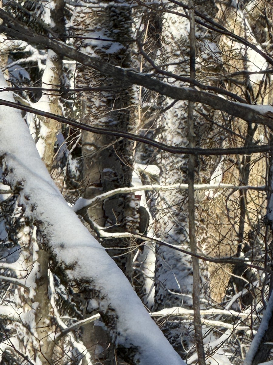 Pileated Woodpecker - ML647354459