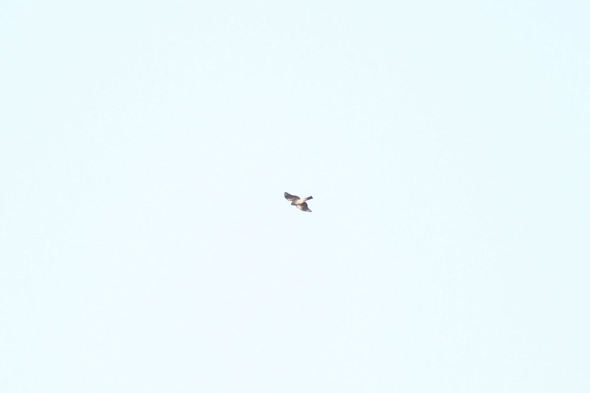 Sharp-shinned Hawk - ML647354460