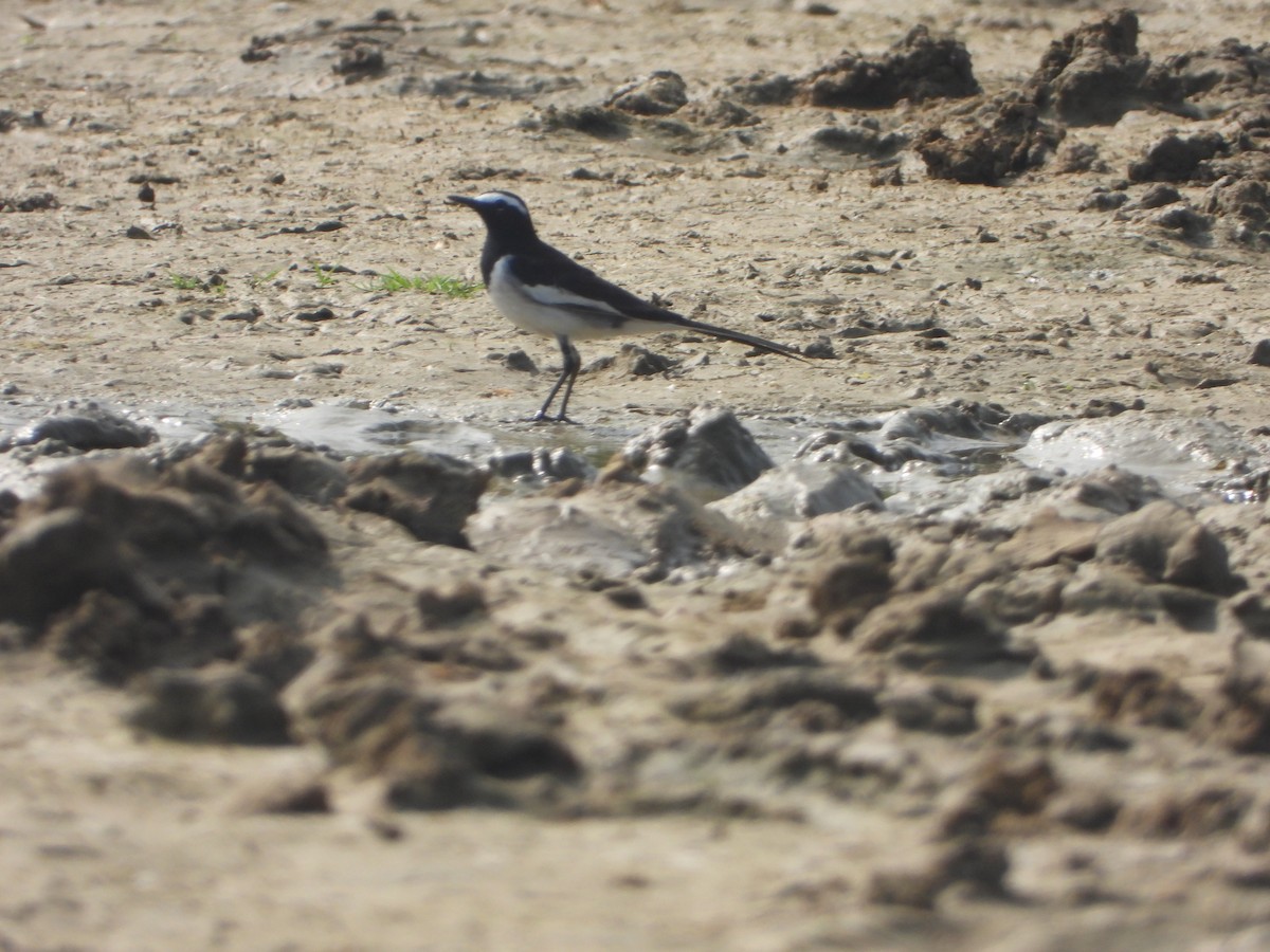 White-browed Wagtail - ML647354461