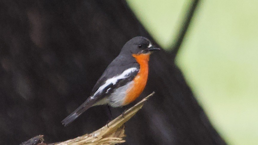 Flame Robin - ML647354463