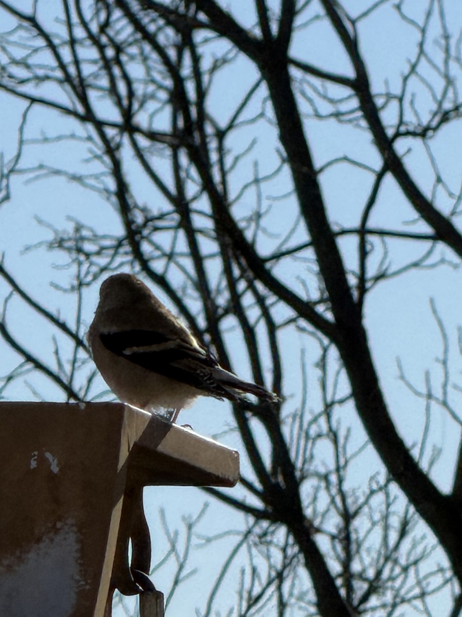 American Goldfinch - ML647354473