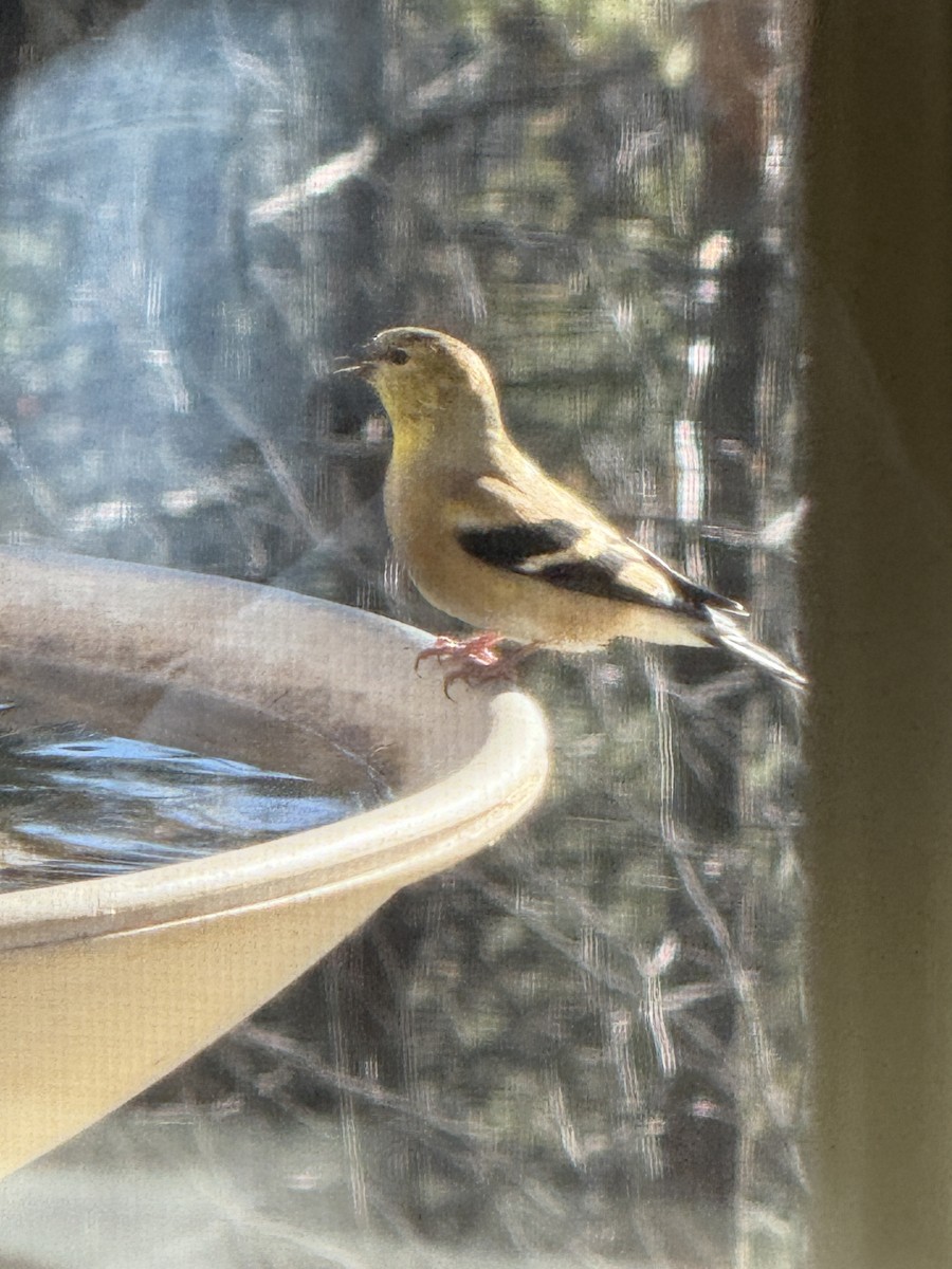 American Goldfinch - ML647354474