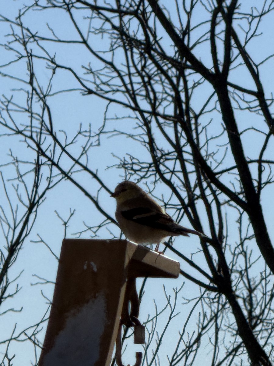 American Goldfinch - ML647354475