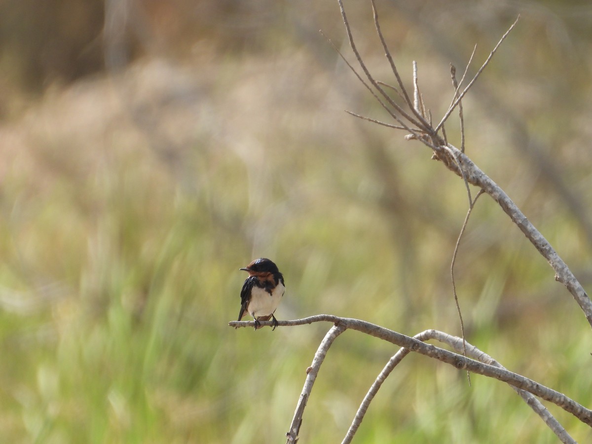 Red-chested Swallow - ML647354497