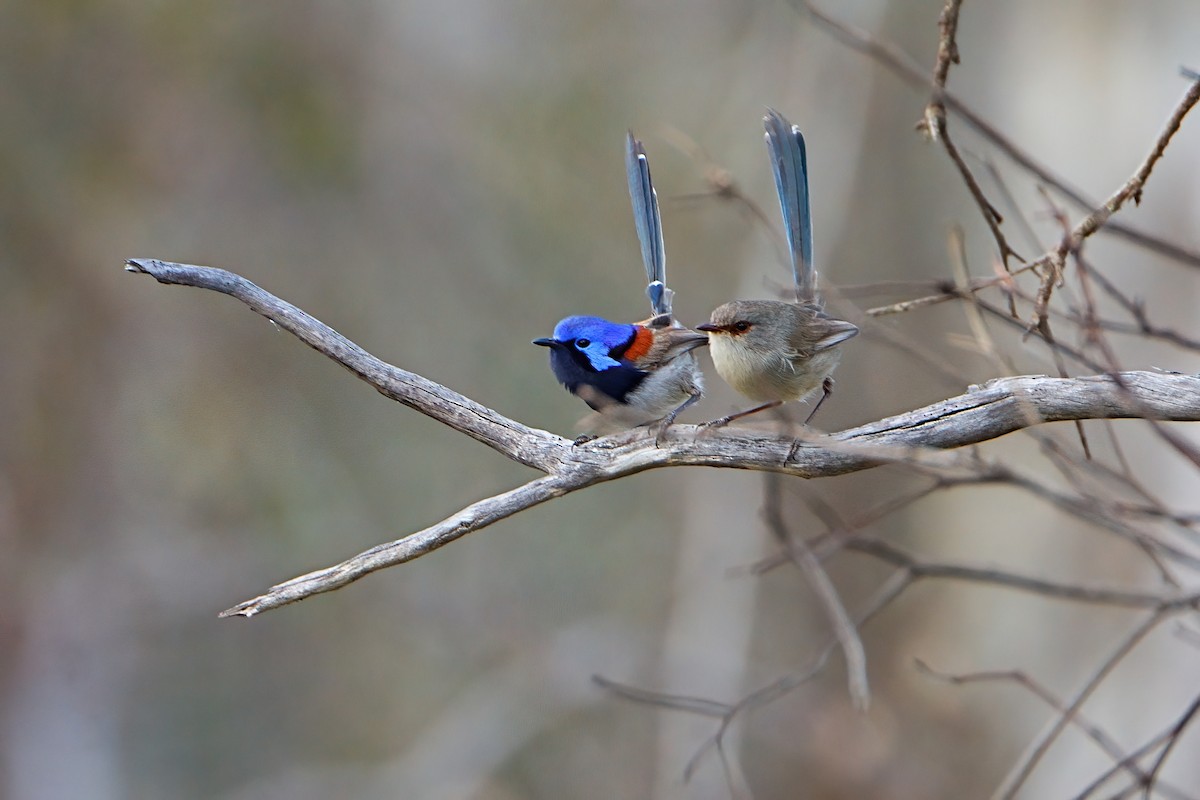 Blue-breasted Fairywren - ML647354521