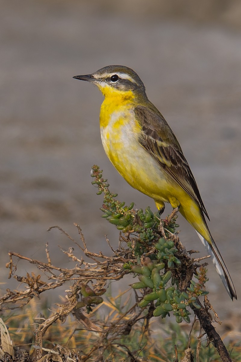 Western Yellow Wagtail - ML647354529