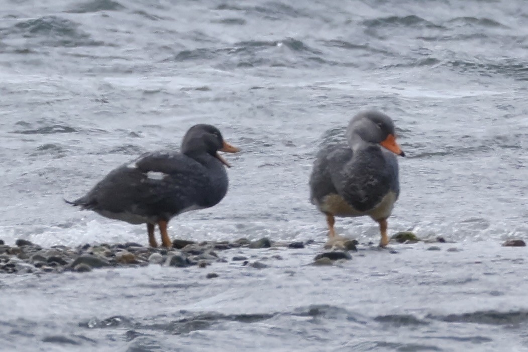 オオフナガモ - ML647354535