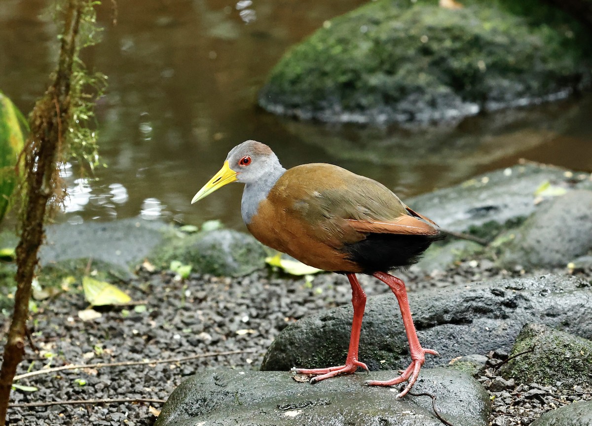 Russet-naped Wood-Rail - ML647354543