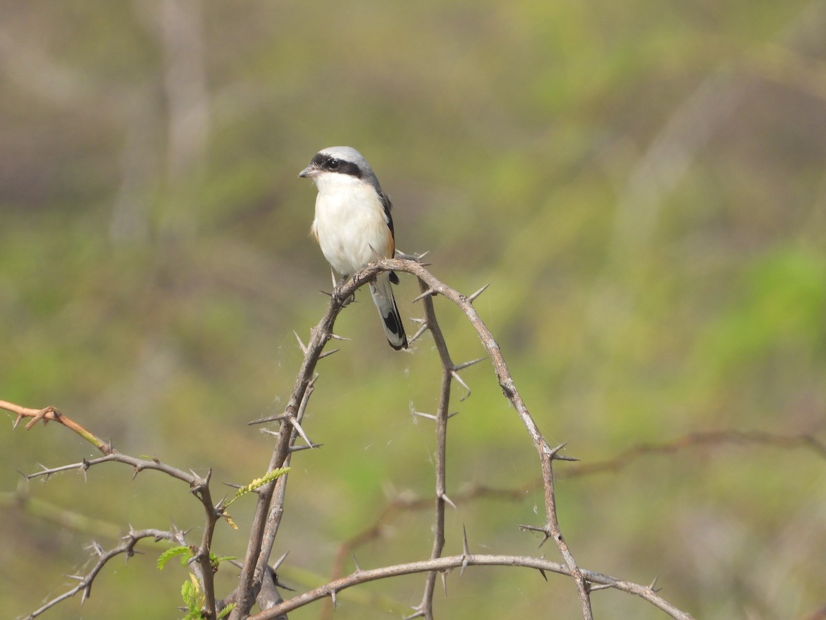 Bay-backed Shrike - ML647354549