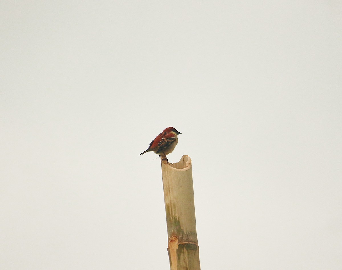 Russet Sparrow - ML647354565
