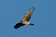 Aguilucho de Hudson - ML647354570