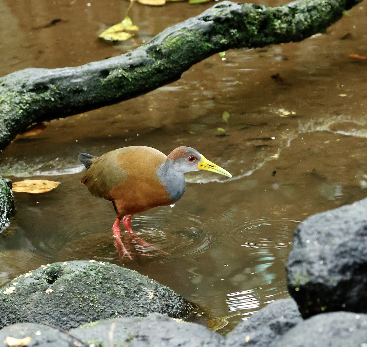 Russet-naped Wood-Rail - ML647354574