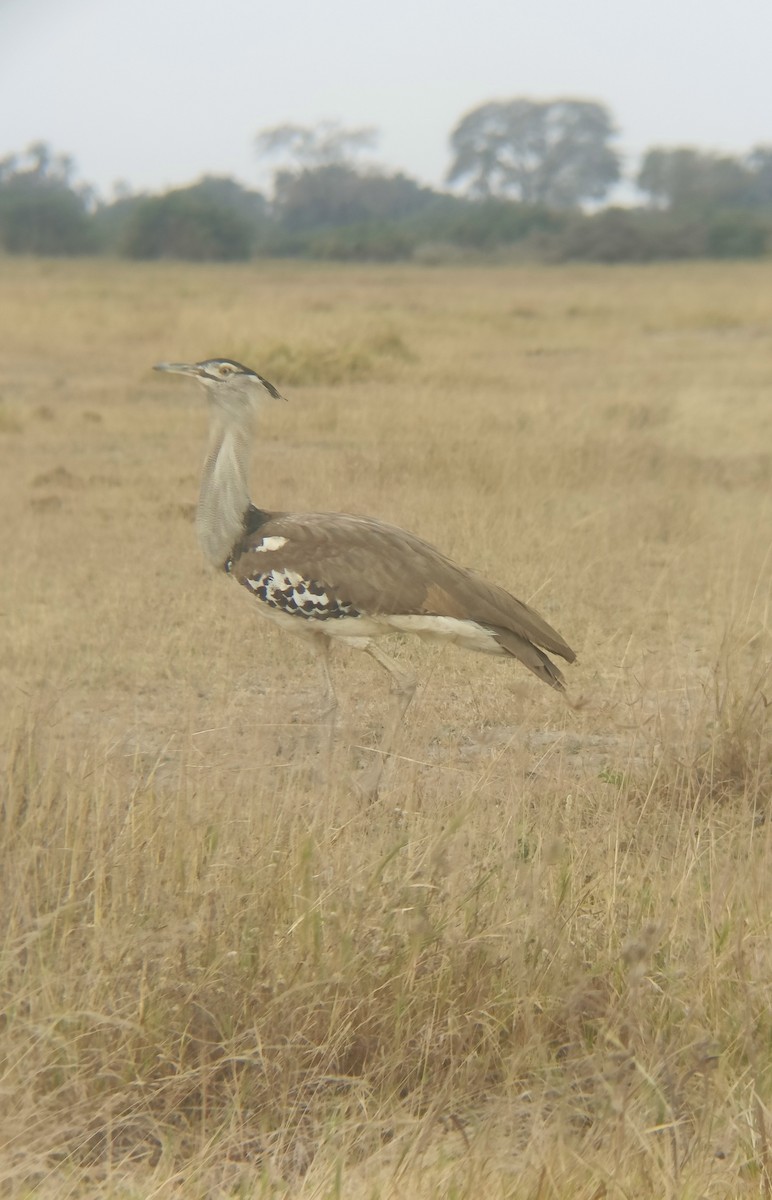 Kori Toyu - ML647354578