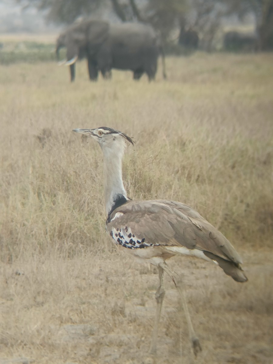 Kori Toyu - ML647354579