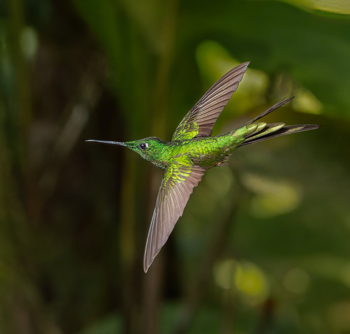 Empress Brilliant - ML647354591