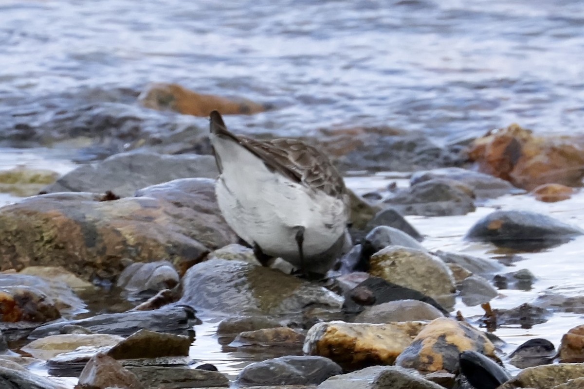 Бонапартов песочник - ML647354593
