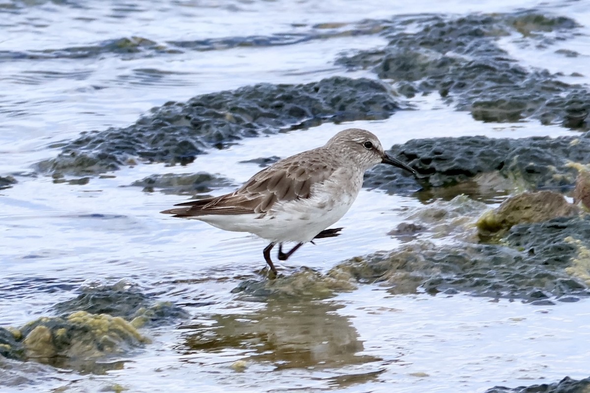 Бонапартов песочник - ML647354600