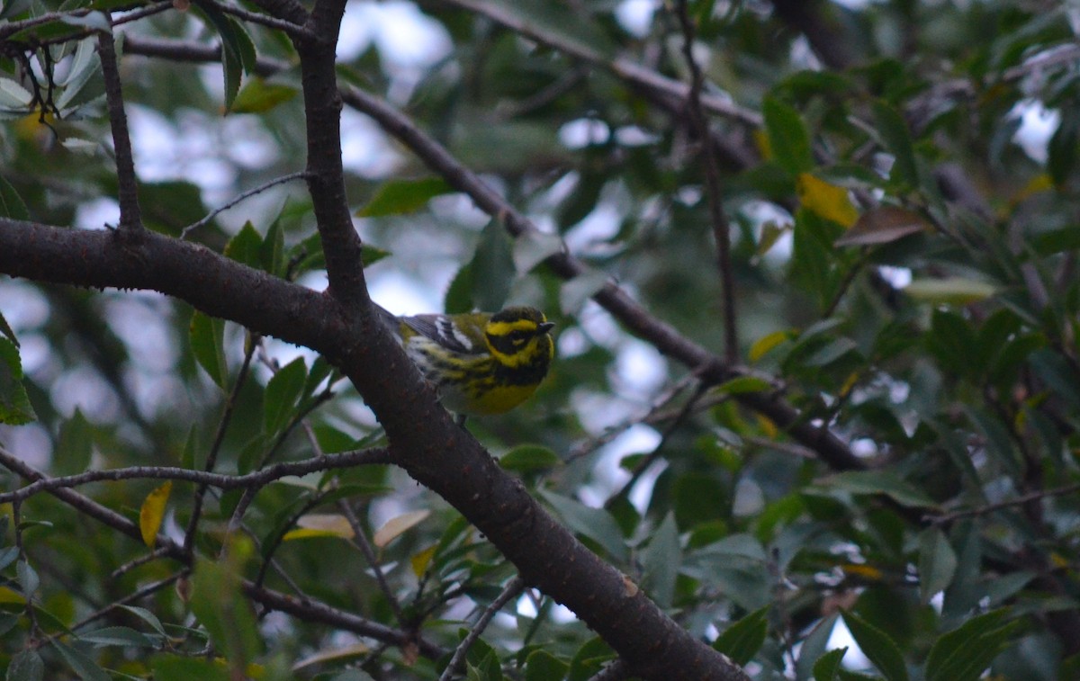 Reinita de Townsend - ML647354601