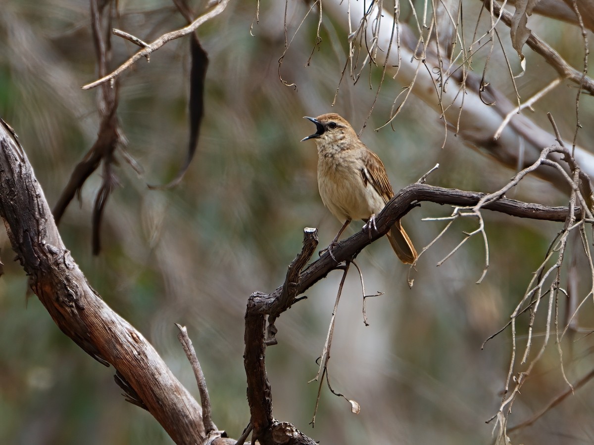 Rufous Songlark - ML647354633
