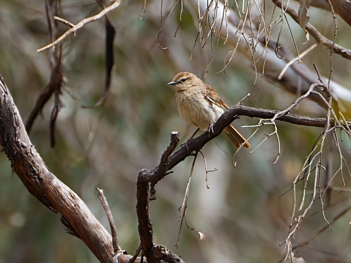 Rufous Songlark - ML647354634