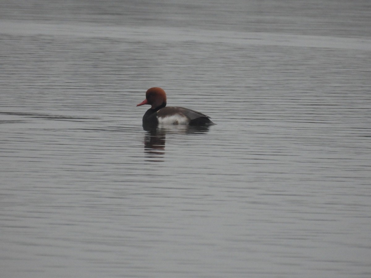 Red-crested Pochard - ML647354651