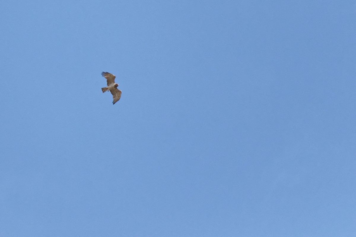 Short-toed Snake-Eagle - ML647354666