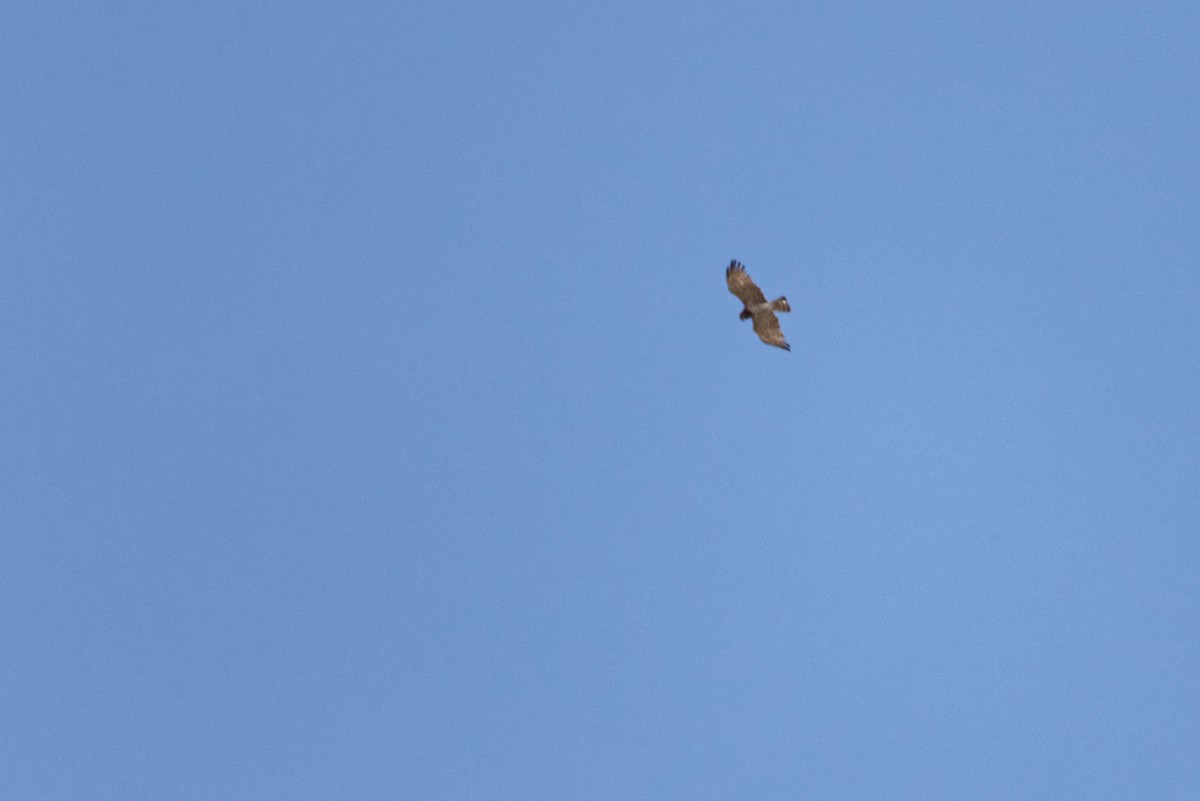 Short-toed Snake-Eagle - ML647354667