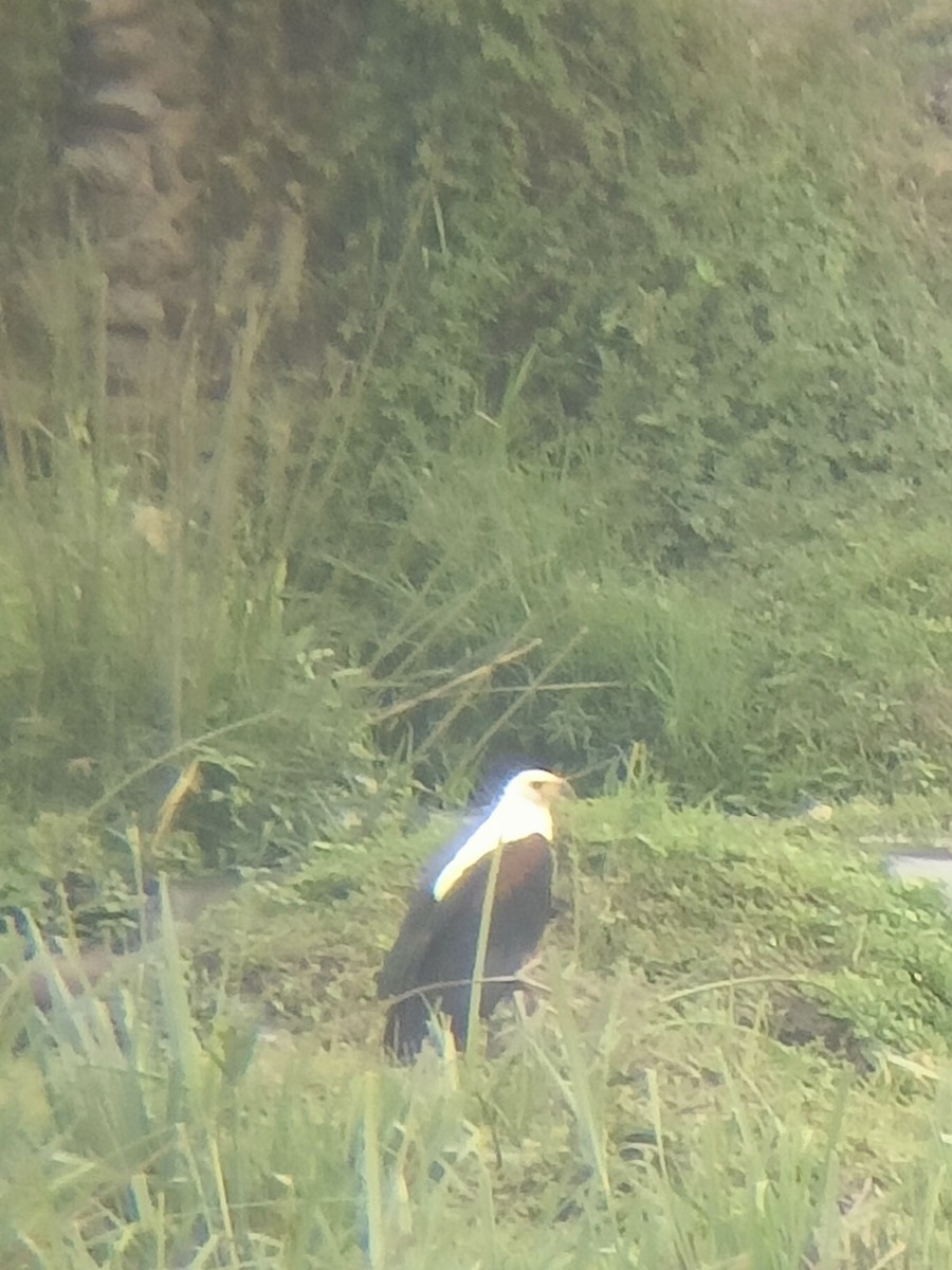 flodørn - ML647354671