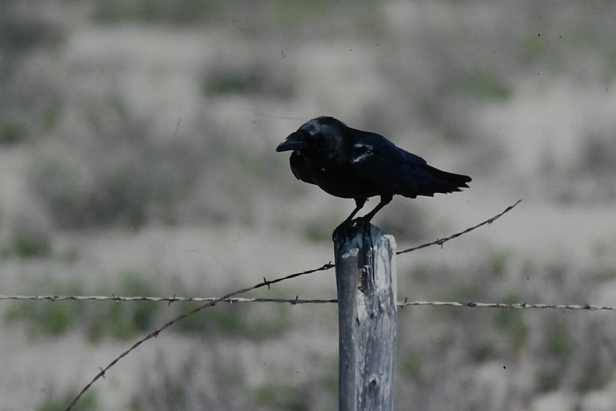 Chihuahuan Raven - ML647354676