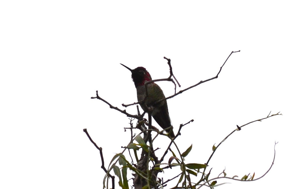 Colibrí de Anna - ML647354680