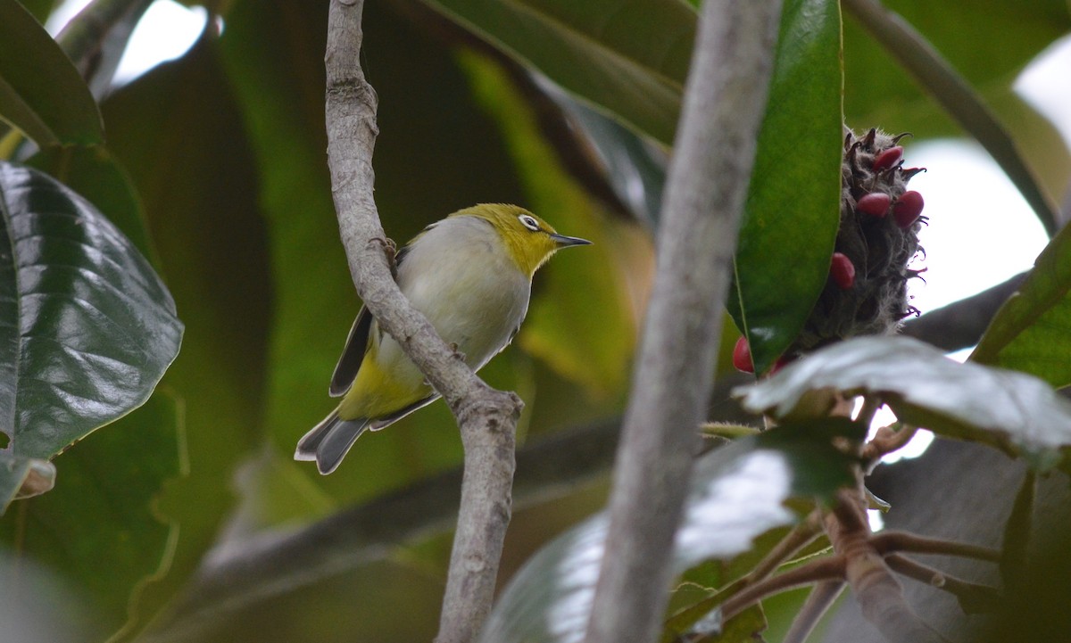 Anteojitos de Swinhoe - ML647354686