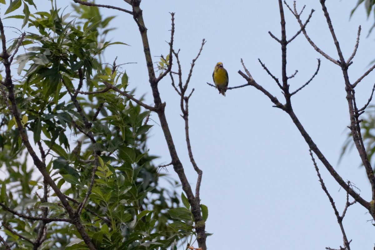 Txirriskila arrunta - ML647354691