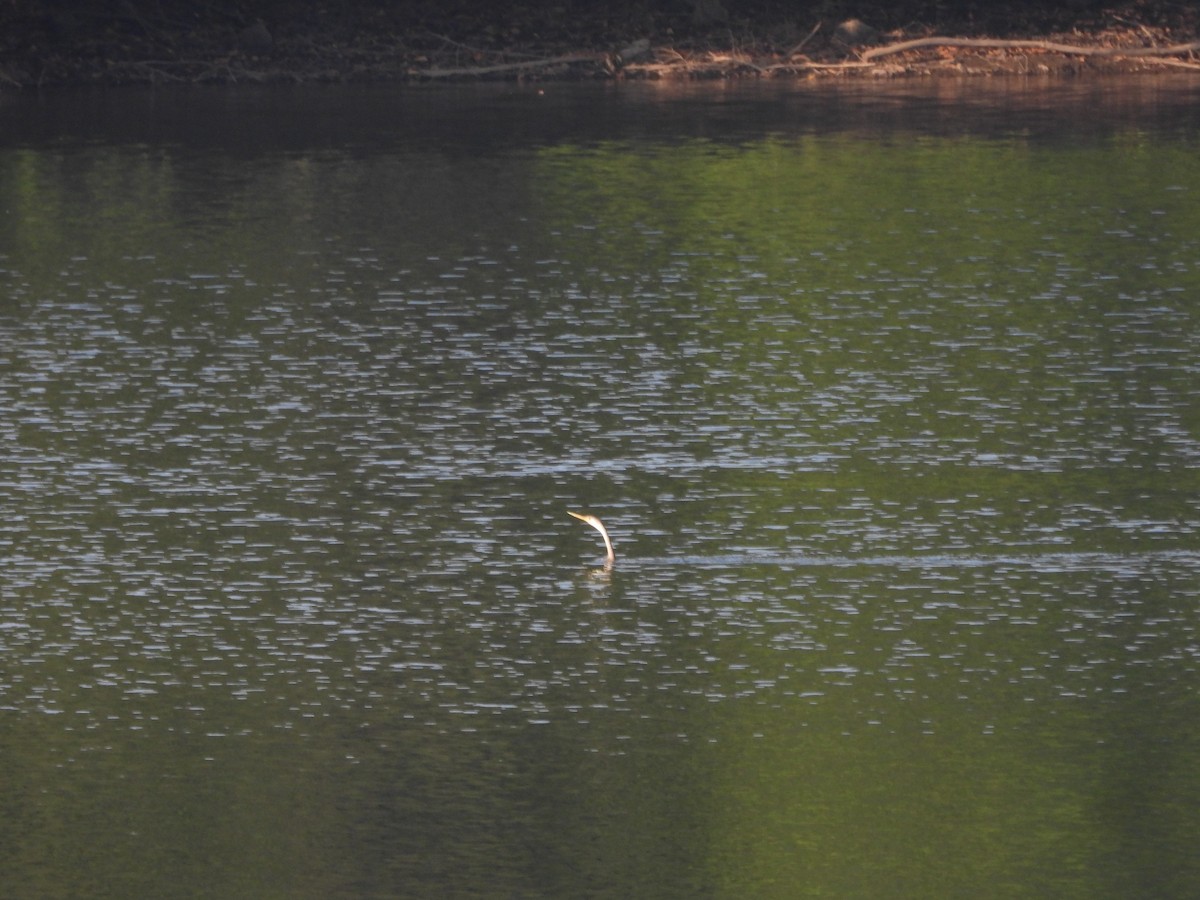 Oriental Darter - ML647354696